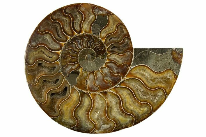 Cut & Polished Ammonite Fossil (Half) - Madagascar #317856